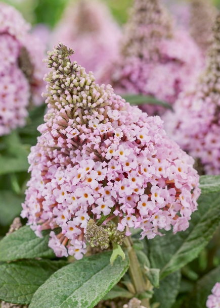 붓들레야'리틀락스타핑크'