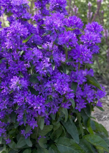 캄파눌라'프레야'