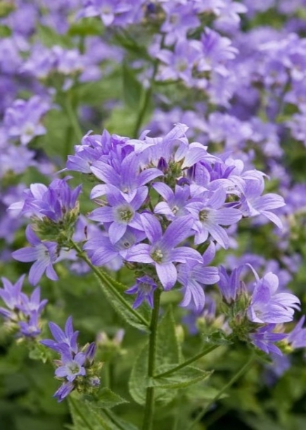 캄파눌라'밀키벨플라워'