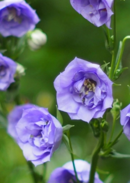 캄파눌라'라벨르블루'