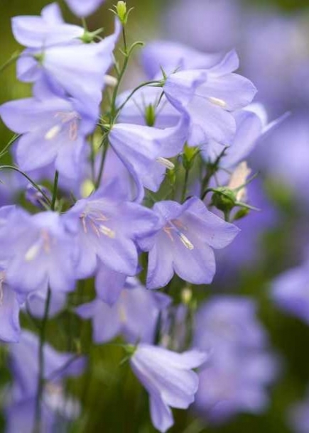 캄파눌라노툰디폴리아