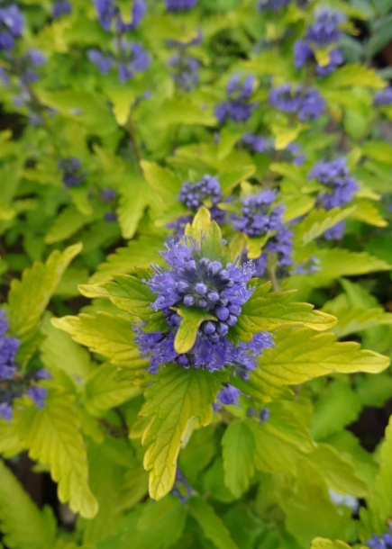 황금층꽃'힌트오브골드'