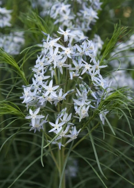 솔정향풀 ( 후브리크티정향풀 )